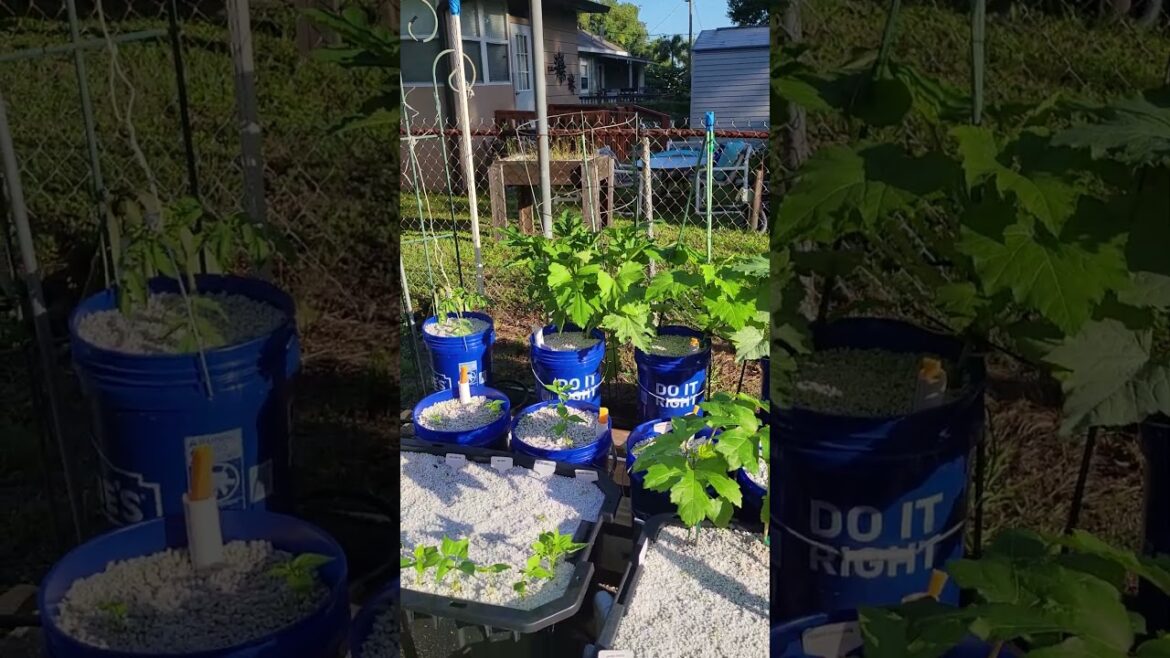 SUB IRRIGATION SYSTEM