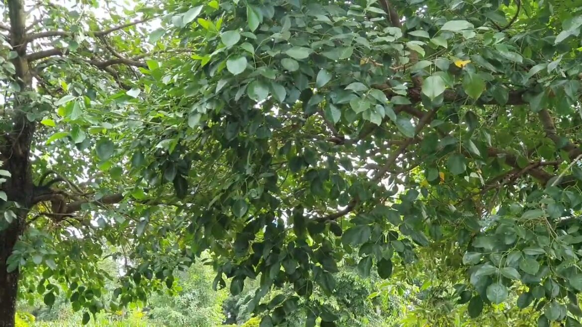 From Seed to Harvest: A Journey through Clean Gardening