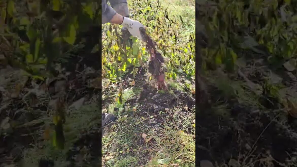 Alaskan Potatoes 2 #alaskalife #alaska #garden #gardening #SHTF