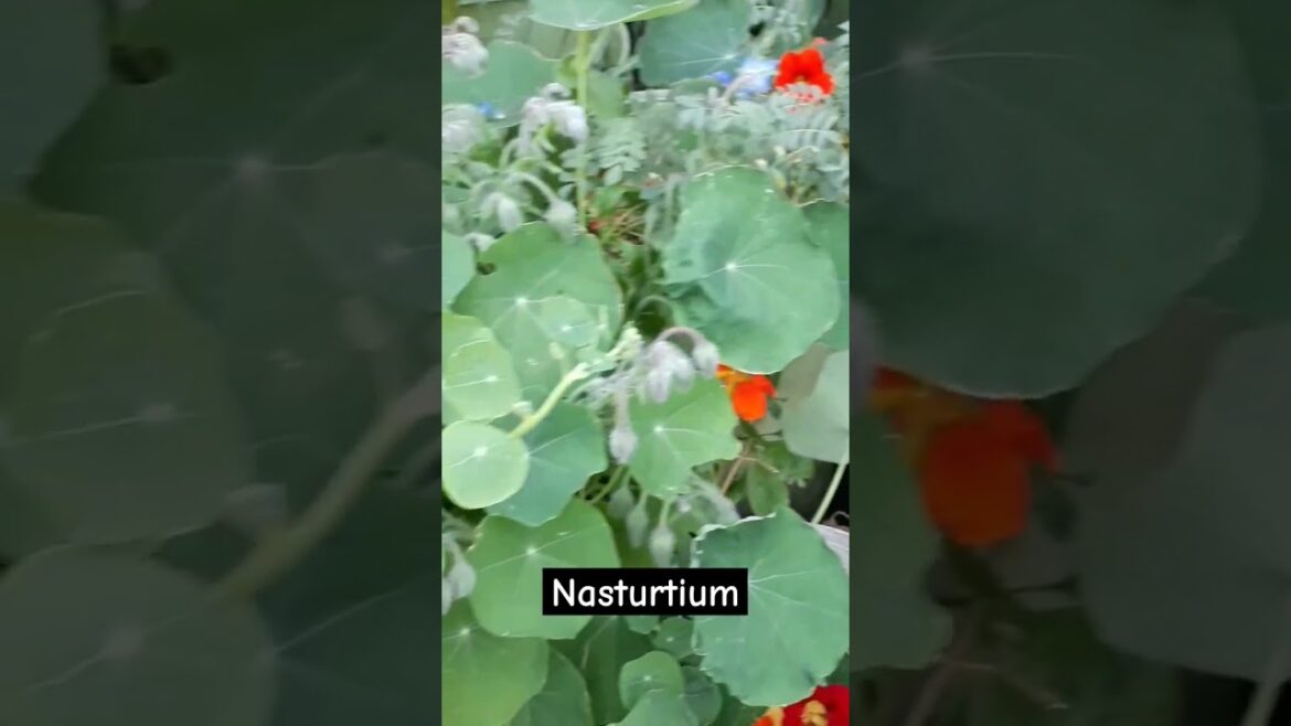 Nasturtiums | Tropaeolum majus: The Plant You Should Be Growing In Your Garden Nasturtiums | Tropaeolum majus: The Plant You Should Be Growing In Your Garden