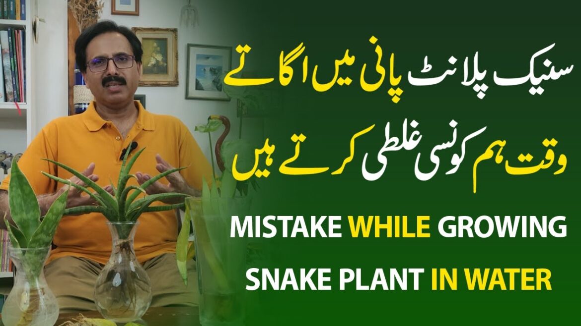 Common Snake Plant Growing Mistakes You Need to Avoid | Gardening With Javed Iqbal