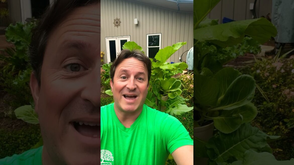 ๐ Look at the growth!! ๐ฑ #containergardening #vegetablegardening #greenstalk ๐ Look at the growth!! ๐ฑ #containergardening #vegetablegardening #greenstalk