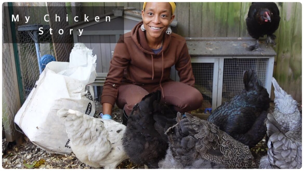 Urban Homestead Chicken Keeping Journey | This Is My Story Urban Homestead Chicken Keeping Journey | This Is My Story