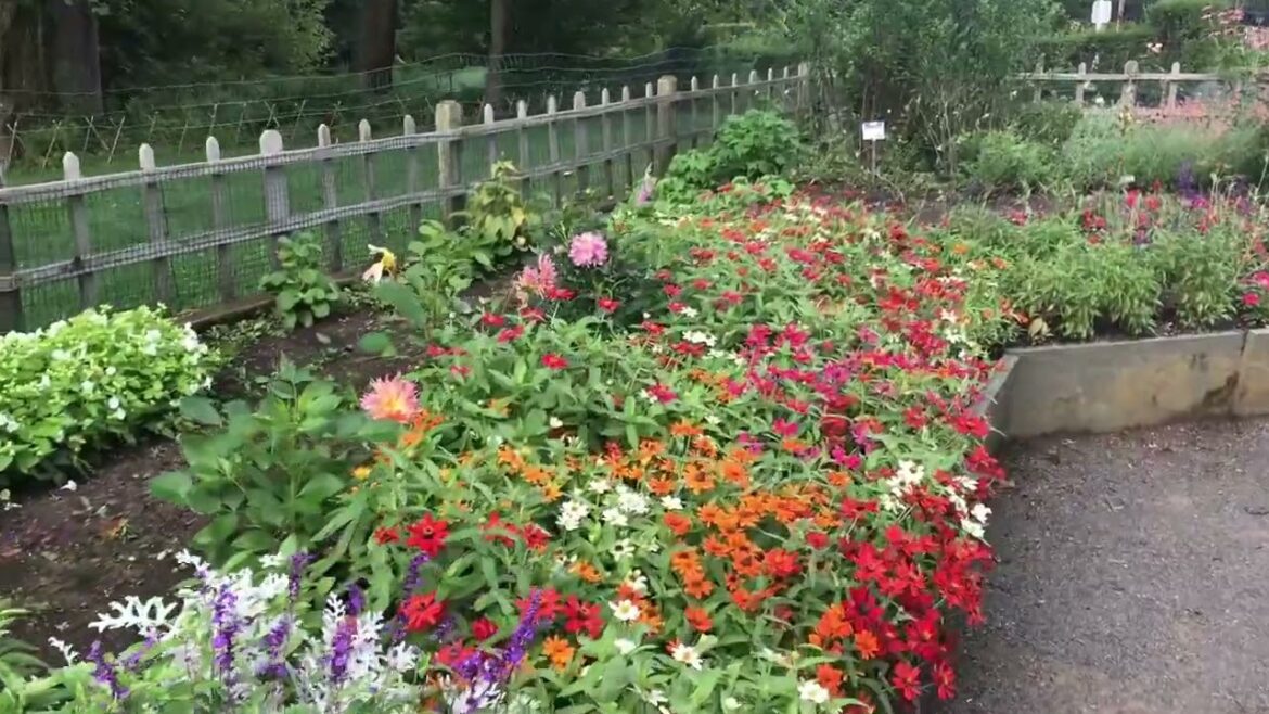 All-America Selections Flowers & Vegetables: Third Place in AAS Display Garden Challenge: Deep Cut Gardens, Middletown NJ Third Place in AAS Display Garden Challenge: Deep Cut Gardens, Middletown NJ