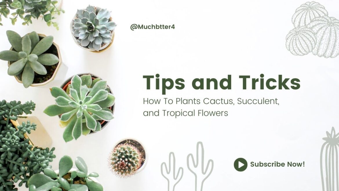 Succulent Kokedama: Hanging Plant Christmas Tree DIY