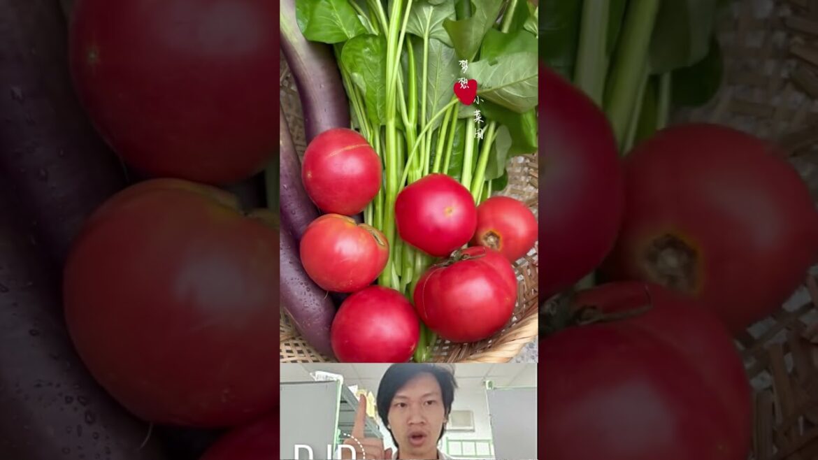 How to grow vegetables at home #vegetablegardening #gadget #veggrowing #vegetableplanting