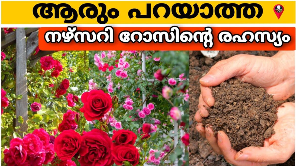 റോസ് പൂക്കാൻ നഴ്സറിക്കാർ കൊടുക്കുന്ന രഹസ്യ വളം | Nursery rose plant graden growing tip in malayalam റോസ് പൂക്കാൻ നഴ്സറിക്കാർ കൊടുക്കുന്ന രഹസ്യ വളം | Nursery rose plant graden growing tip in malayalam