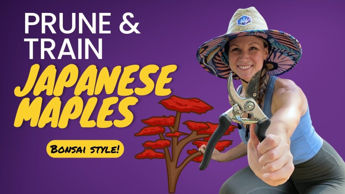 How To Prune and Train A Japanese Maple (Bonsai Style)