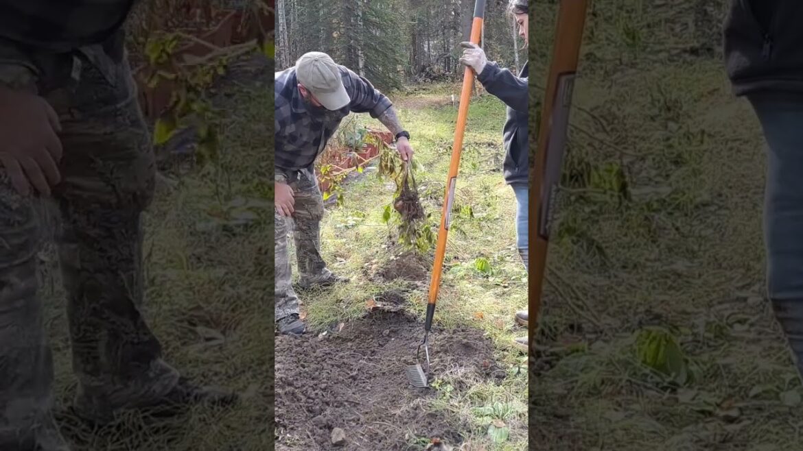 Alaskan Potatoes 1 #alaskalife #alaska #garden #gardening #SHTF