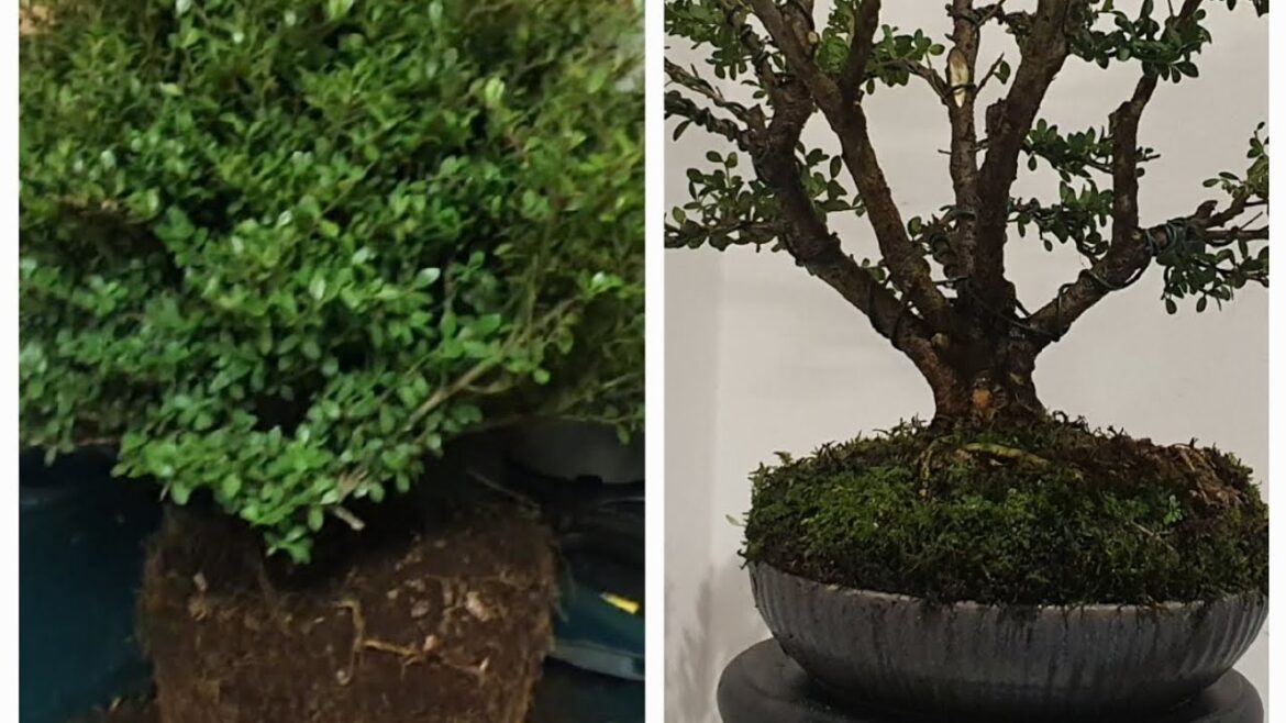 From #garden centre to #bonsai- episode 1 -  japanese holly