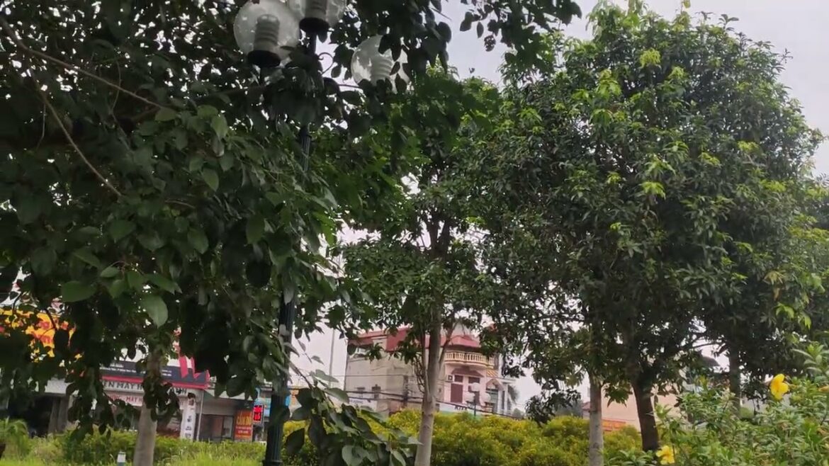 Clean Gardening for Beginners: A Fresh Start Outdoors