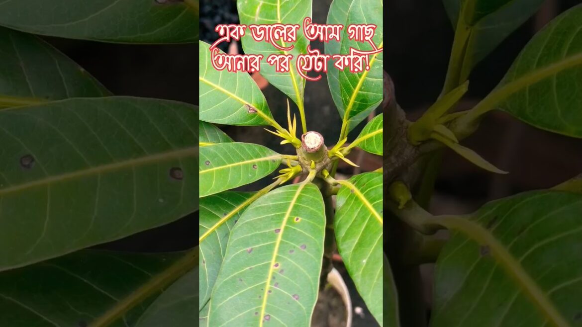 Gardening Tips | #gardeningtips #gardeningvideos #shortsfeed