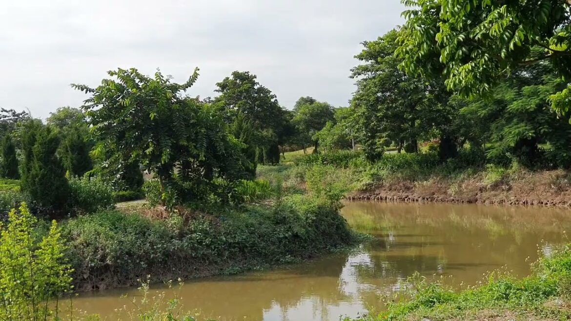 Green Gardening Ideas: Creating a Clean and Natural Haven