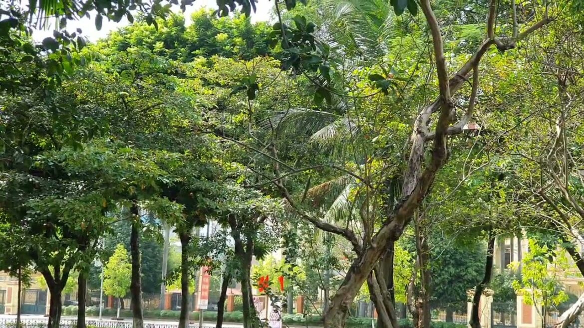 Chemical-Free Gardening: A Clean Approach to Growing