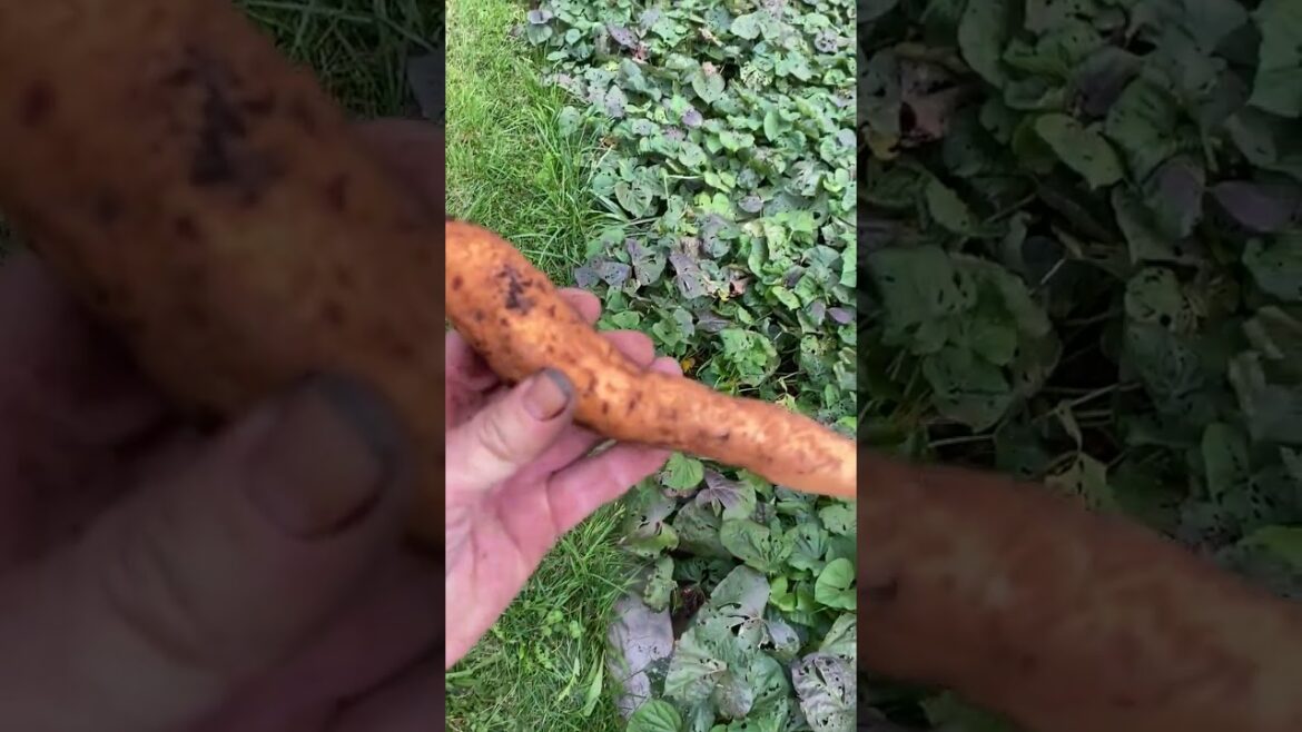Sweet Potato #sweetpotato #gardening #garden