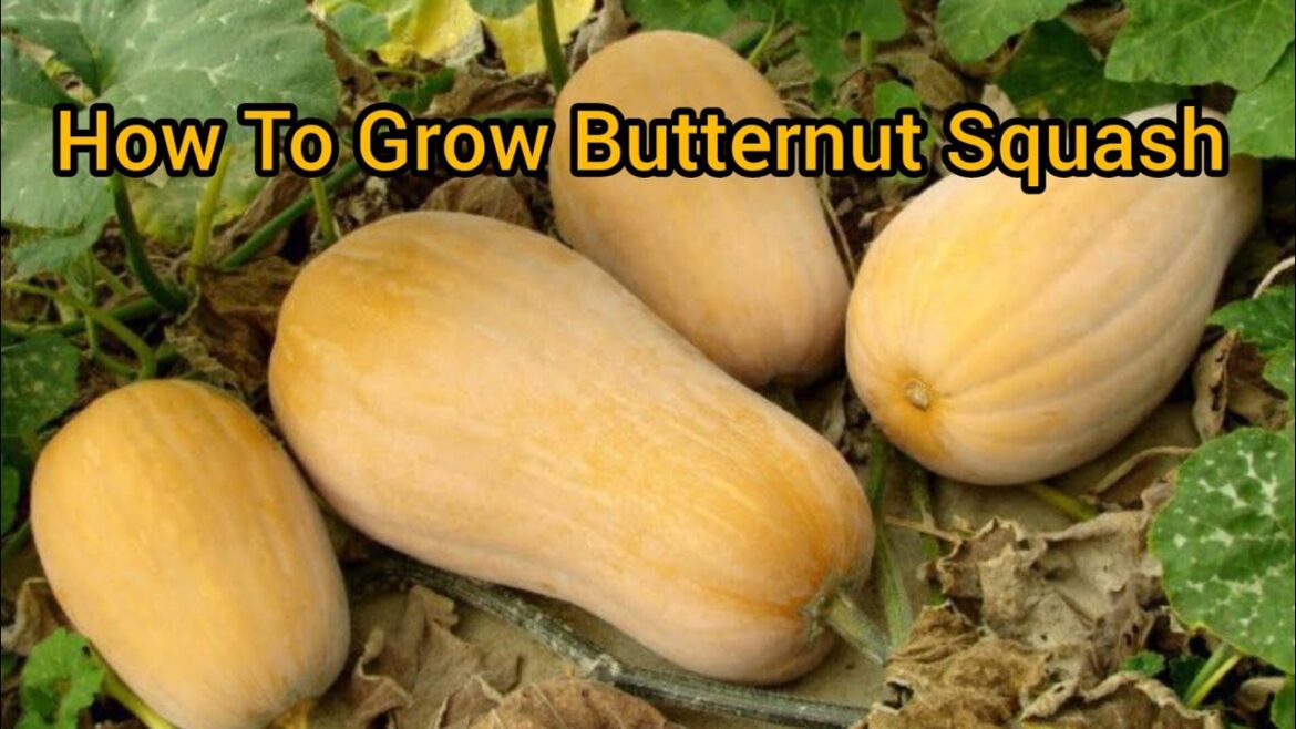 Special method to grow butternut squash |Butternut Squash growing Tips|growing squash from sowing