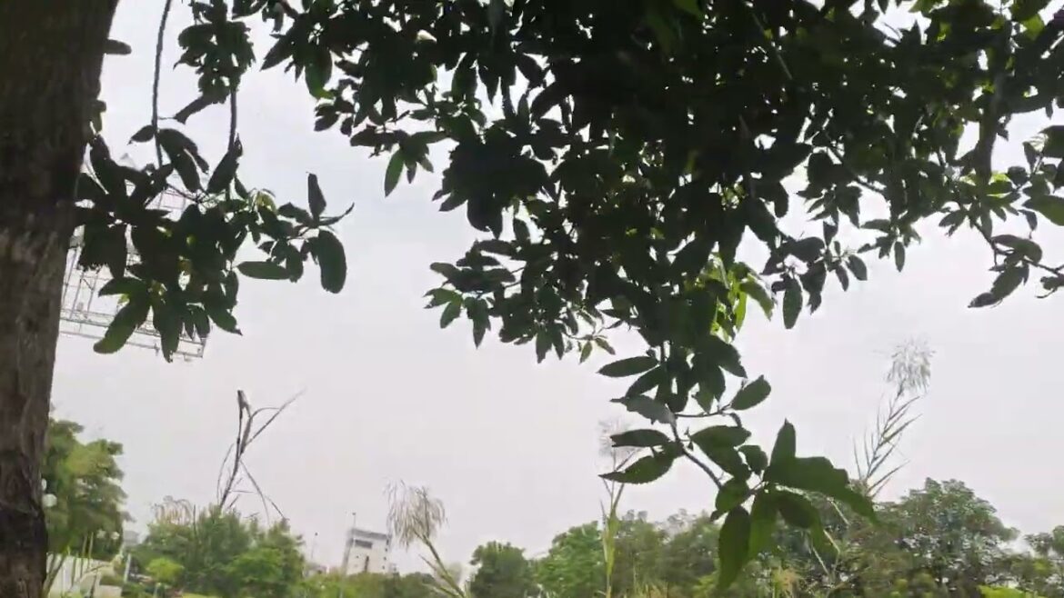 Sowing Seeds of Change: Clean Gardening for a Better World