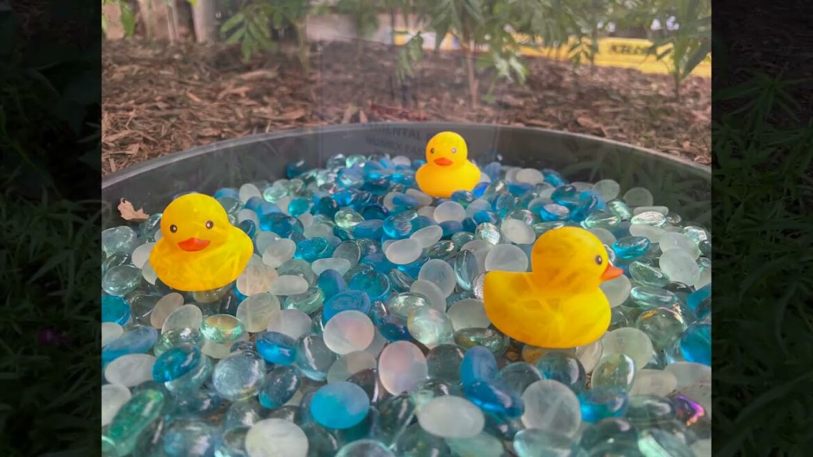 All-America Selections Flowers & Vegetables: Third Place: Purdue Extension-Marion County Demonstration Garden, Indianapolis, Indiana Third Place: Purdue Extension-Marion County Demonstration Garden, Indianapolis, Indiana