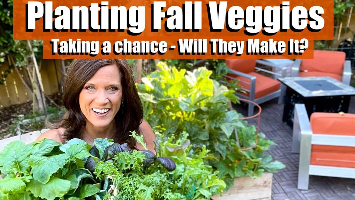 Planting Fall Veggies!  Taking a Chance - Will They Make It?