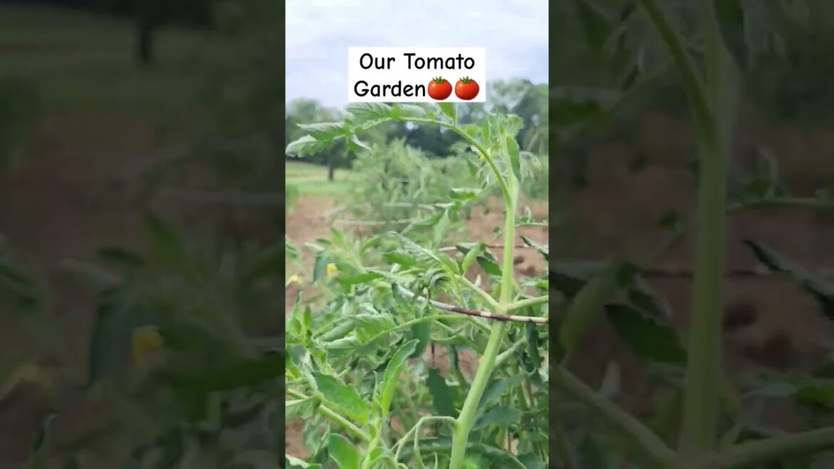 Growing Tomato/Backyard garden/ #shorts