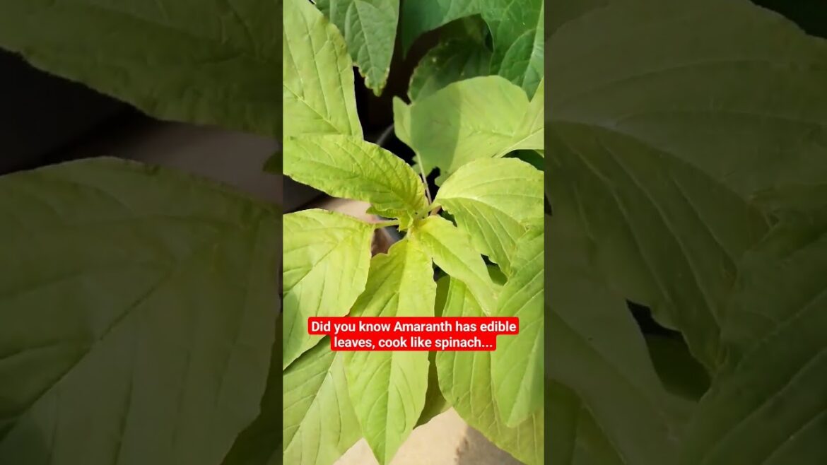 Amaranth #gardening