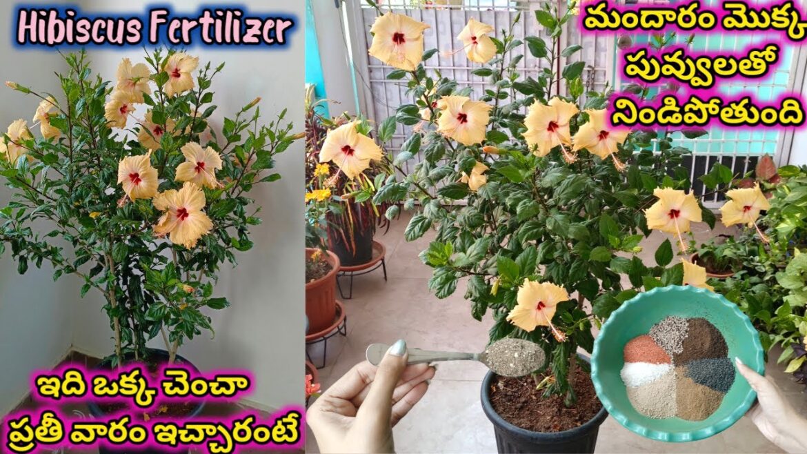 Hibiscus Super Mix Fertilizer | ఇది ఒక్క చెంచా ప్రతీ వారం ఇస్తే మందారం మొక్క పువ్వులతో నిండిపోతుంది Hibiscus Super Mix Fertilizer | ఇది ఒక్క చెంచా ప్రతీ వారం ఇస్తే మందారం మొక్క పువ్వులతో నిండిపోతుంది