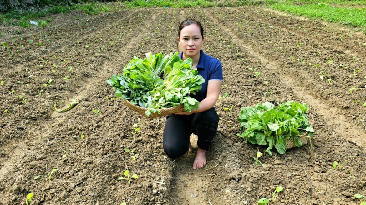 How to – Gardening Process – Grow Vegetables & cabbage – Live With Nature How to - Gardening Process - Grow Vegetables & cabbage - Live With Nature
