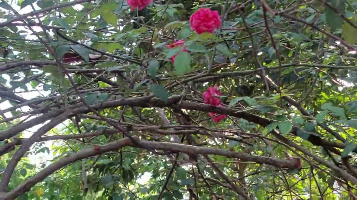 Zero-Waste Gardening: A Sustainable Approach to Greenery