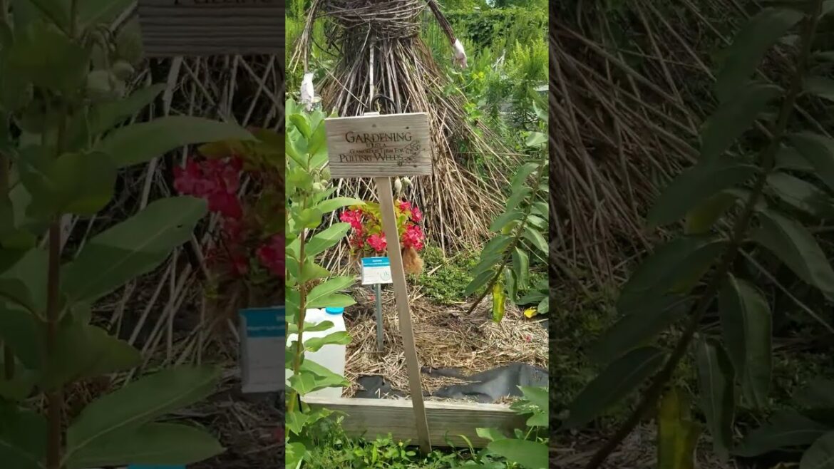 All-America Selections Flowers & Vegetables: Third Place Winner: – Master Gardener Association of Tippecanoe County Display Gardens, Lafayette IN Third Place Winner: - Master Gardener Association of Tippecanoe County Display Gardens, Lafayette IN