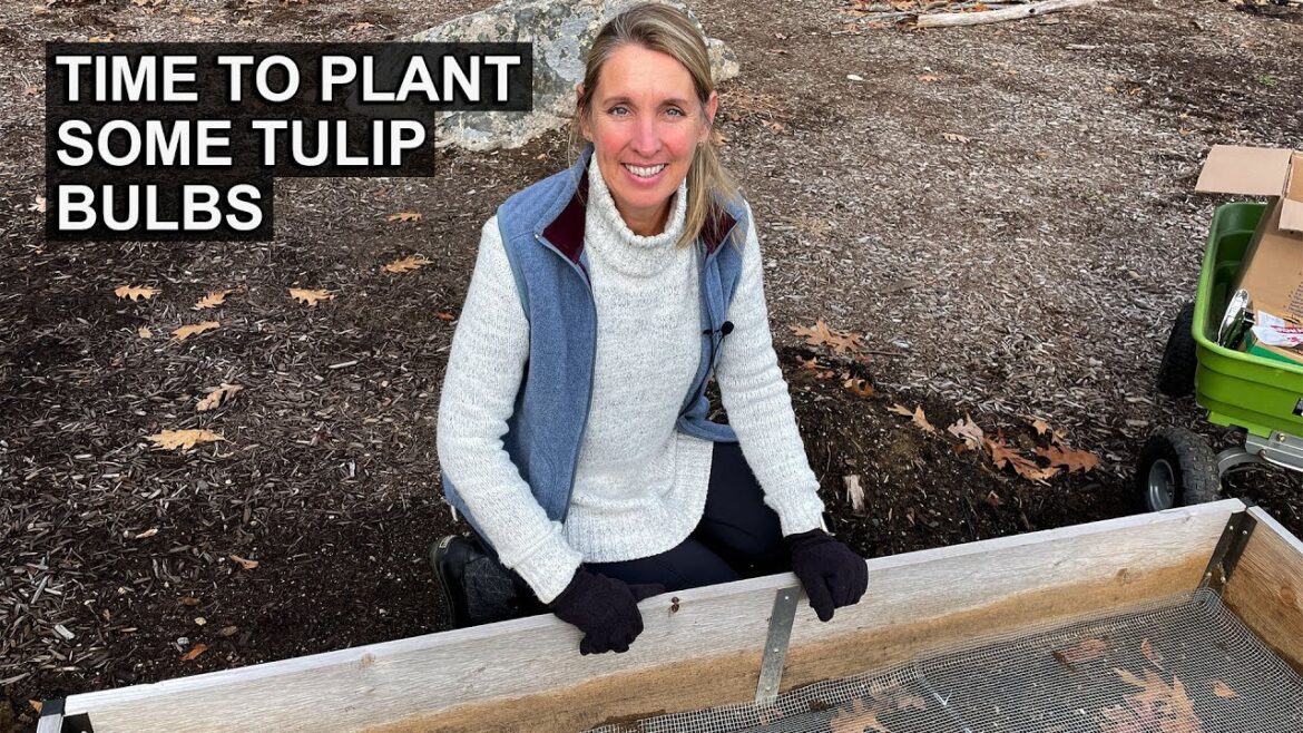 Planting Tulips in Fall | Planting Trick to Deter Garden Pests Planting Tulips in Fall | Planting Trick to Deter Garden Pests