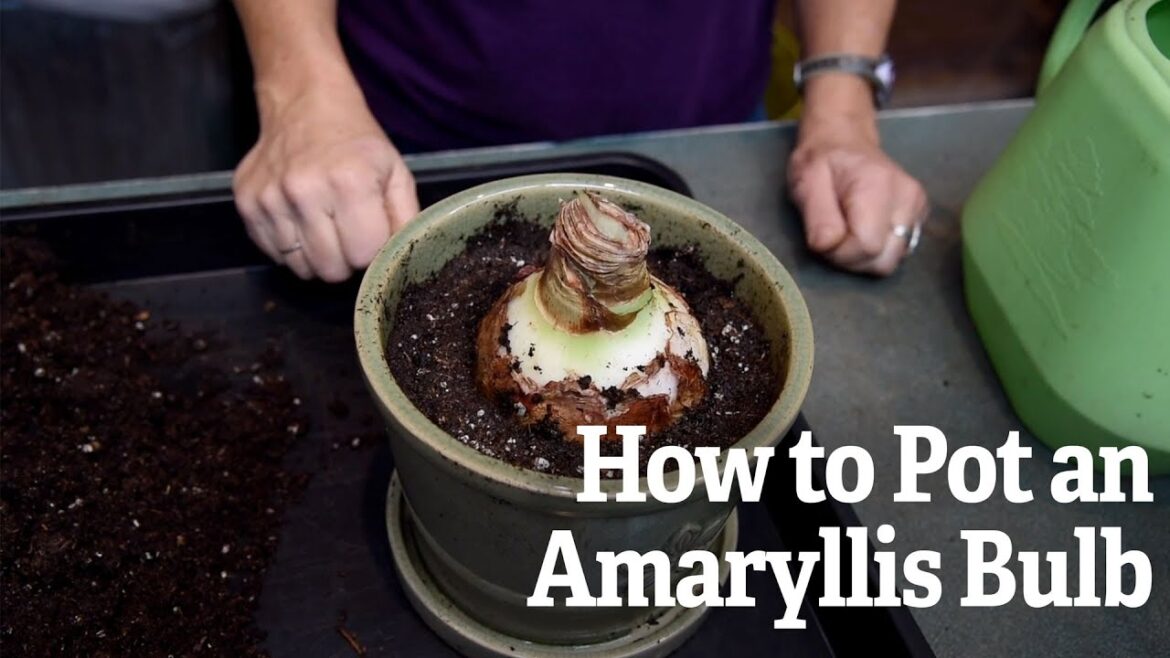 How to Pot an Amaryllis Bulb – Gardener’s Supply Co How to Pot an Amaryllis Bulb - Gardener's Supply Co