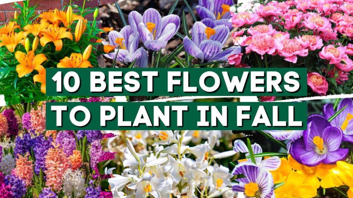 TOP 10 Best Flowers to Plant in Fall 💕 // Fall Gardening Tips 🧡