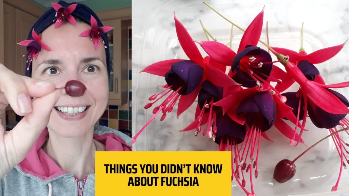Things You Didn’t Know About Fuchsia!