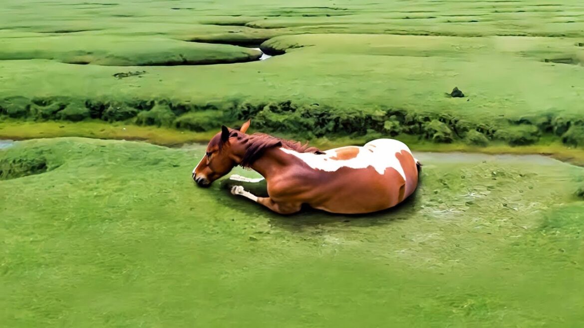 The Wild Horse Had Already Given Up, but Then a Miracle Happened The Wild Horse Had Already Given Up, but Then a Miracle Happened