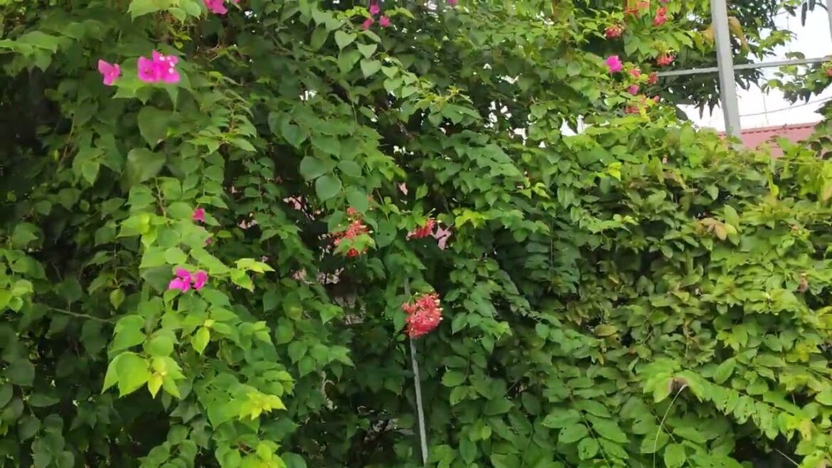 Sowing the Seeds of Sustainability: Gardening with a Clean Conscience