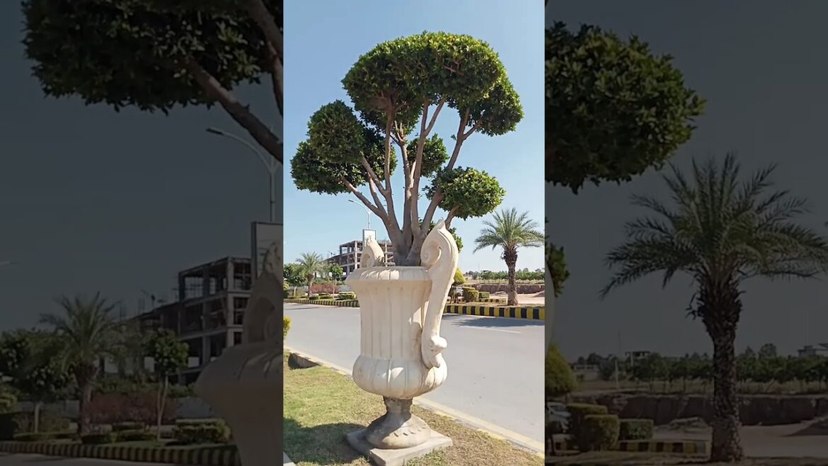 Big Plants and pots #plant #plantlover #plants #plantpot #pot #potdecorationideas #bigpot