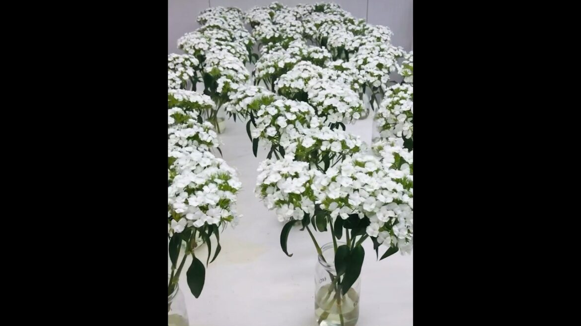 Most beautiful white flowers Dianthus barbatus | chinese carnation #viral #trendingshorts by Rukhsan