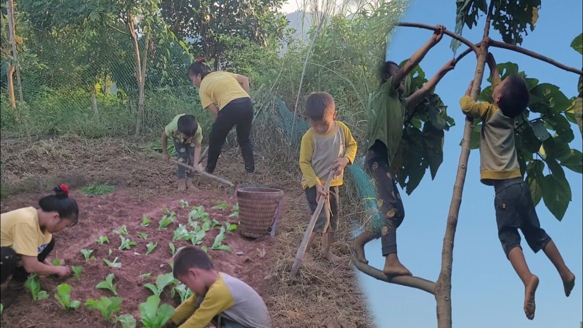 Today my mother and I are working in the vegetable garden, growing vegetables, picking fruit.