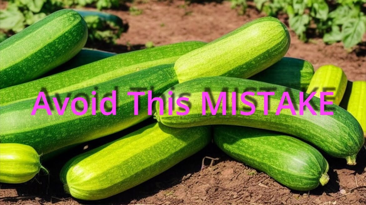 #1 MISTAKE when growing Zucchini as a Beginner Gardener #1 MISTAKE when growing Zucchini as a Beginner Gardener