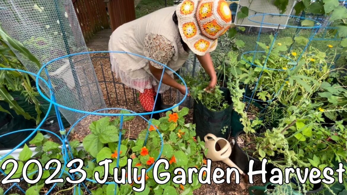 July 2023 Suburban Backyard Garden Vegetable Harvest  #zone7a #smallspacegardening #vegetables
