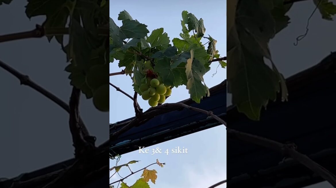 Grape vines in container