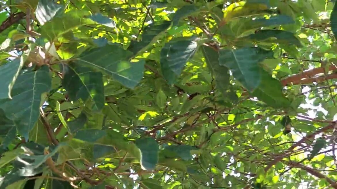 Organic Gardening Tips: Cultivating a Clean Green Paradise