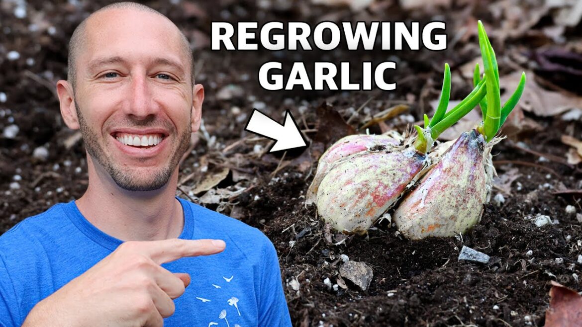The Lazy Way to REGROW Garlic for FREE Every Year!