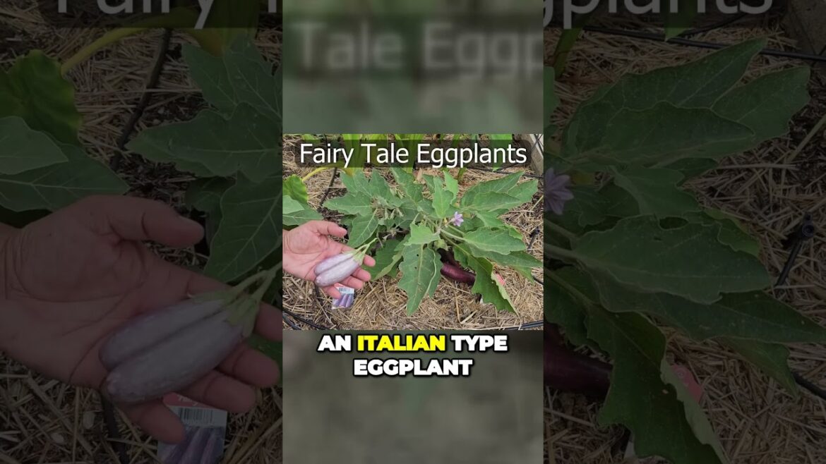 Diverse Eggplant Varieties to Grow | #Shorts