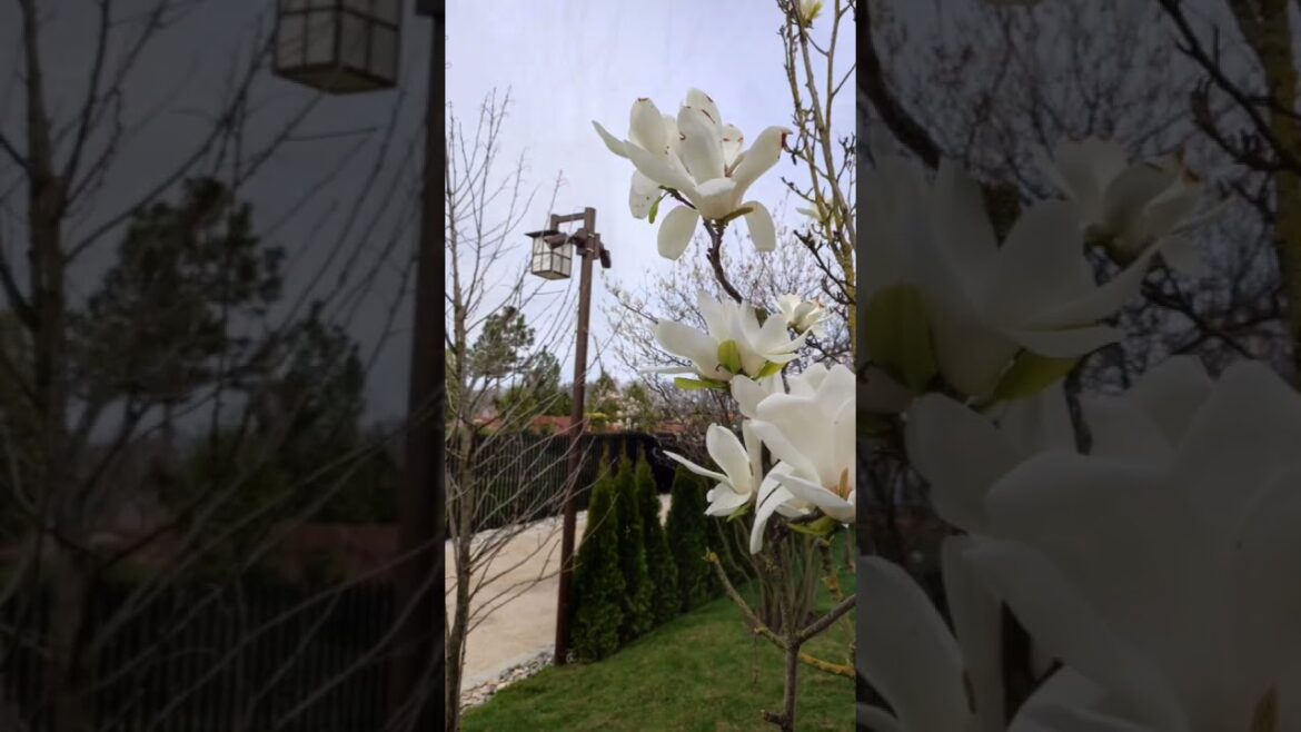 #Japanese_garden #trip #vacation