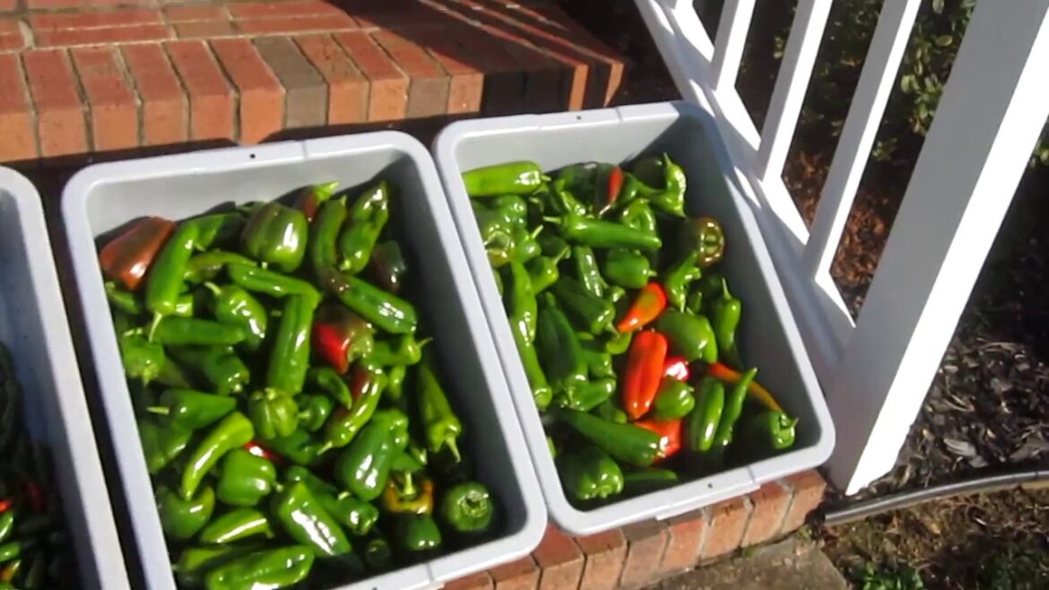 Fall Garden Harvest Update SEPTEMBER thru NOVEMBER Container Gardening Lettuce Harlequin Bugs Fall Garden Harvest Update SEPTEMBER thru NOVEMBER Container Gardening Lettuce Harlequin Bugs