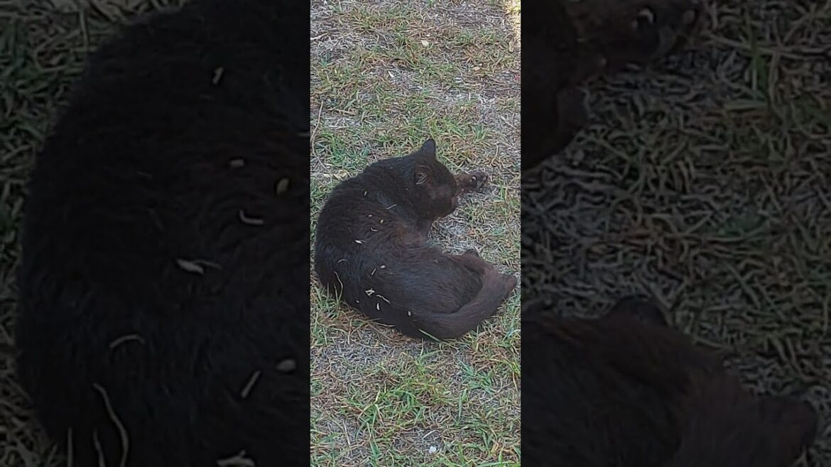 Unexpected Visitor: Wildcat Sleeping in the Garden!