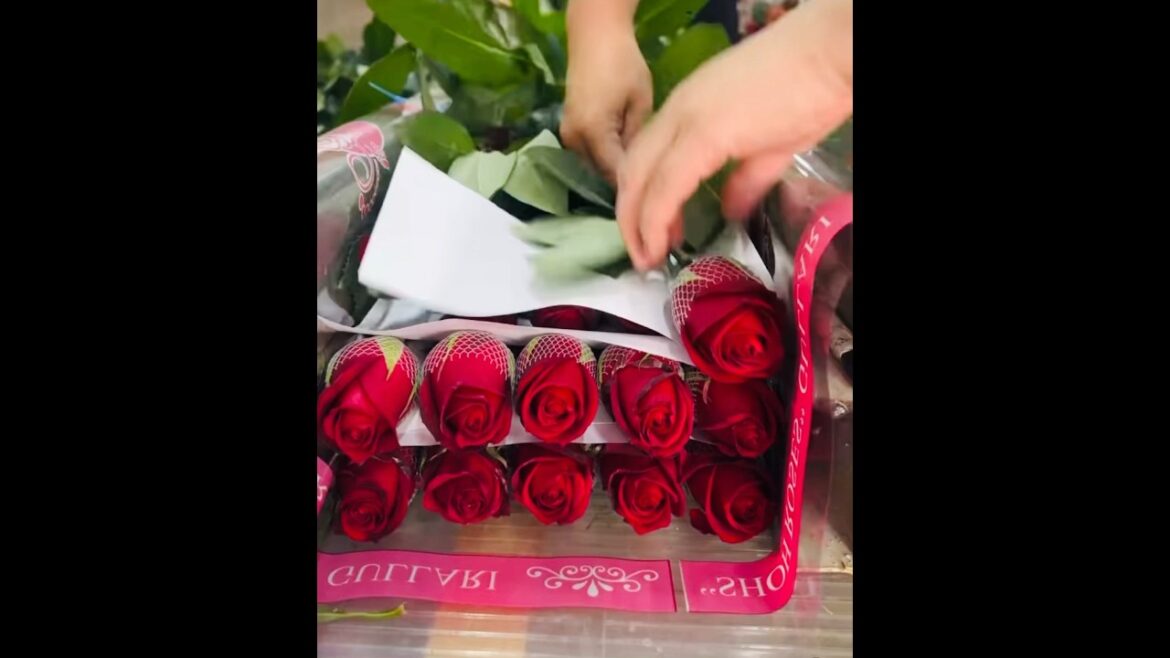 Best Roses on the way have a great day πΉπ| #rosefarming #youtube #viral #trendingshorts by Rukhsan Best Roses on the way have a great day πΉπ| #rosefarming #youtube #viral #trendingshorts by Rukhsan