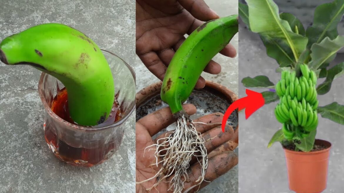 Grow banana tree from banana 🍌🍌🍌 Grow banana tree from banana 🍌🍌🍌