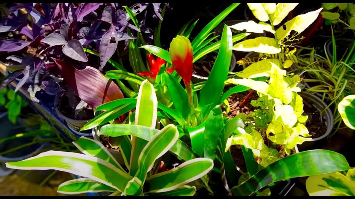 Tropical Garden Ideas [40+ Tropical Plants] Tropical Gardening For Beginners